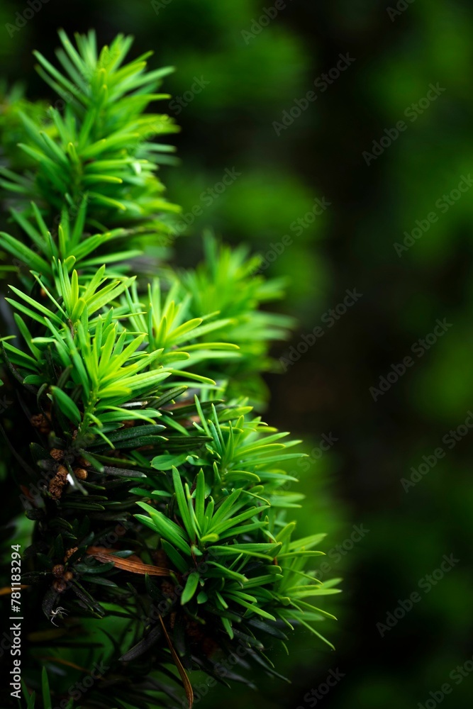 Vertical close-up shot of conifer tree branches Vertical close-up shot of conifer tree branches