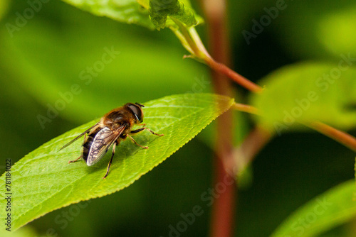 Closeup of a honeybee standing on the green leaf © Wirestock