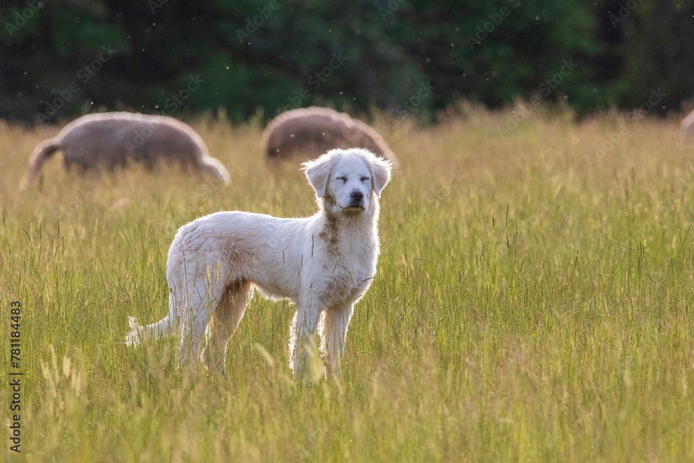Adorable mix-breed dog on a grassy meadow Adorable mix-breed dog on a grassy meadow