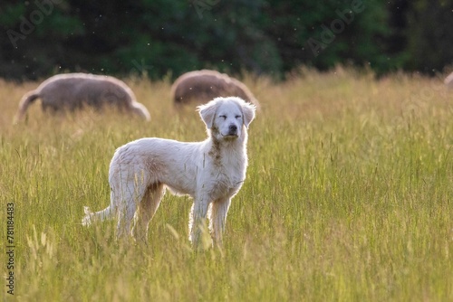 Adorable mix-breed dog on a grassy meadow