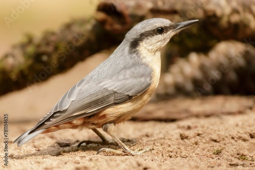 Closeup of a Eurasian Nuthatch standing on sand, selective focus photo