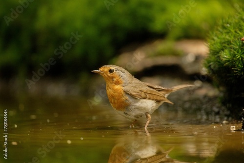Closeup shot of a robin bird in a pond © Wirestock
