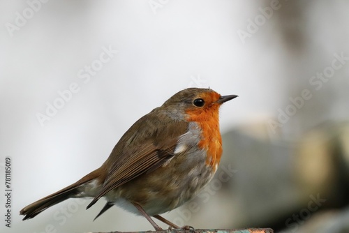 Closeup shot of a European robin on the blurry background