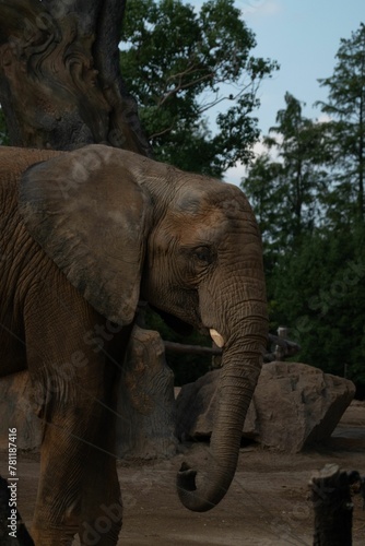 Closeup of elephant standing near tree