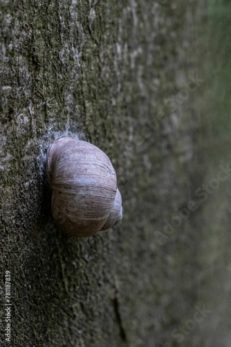 Closeup shot of a snail crawling down on a tree trunk with blur background