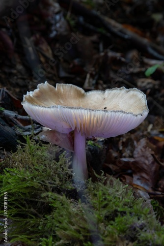 Closeup shot of a deer shield mushroom growing on the woods ground with blur background