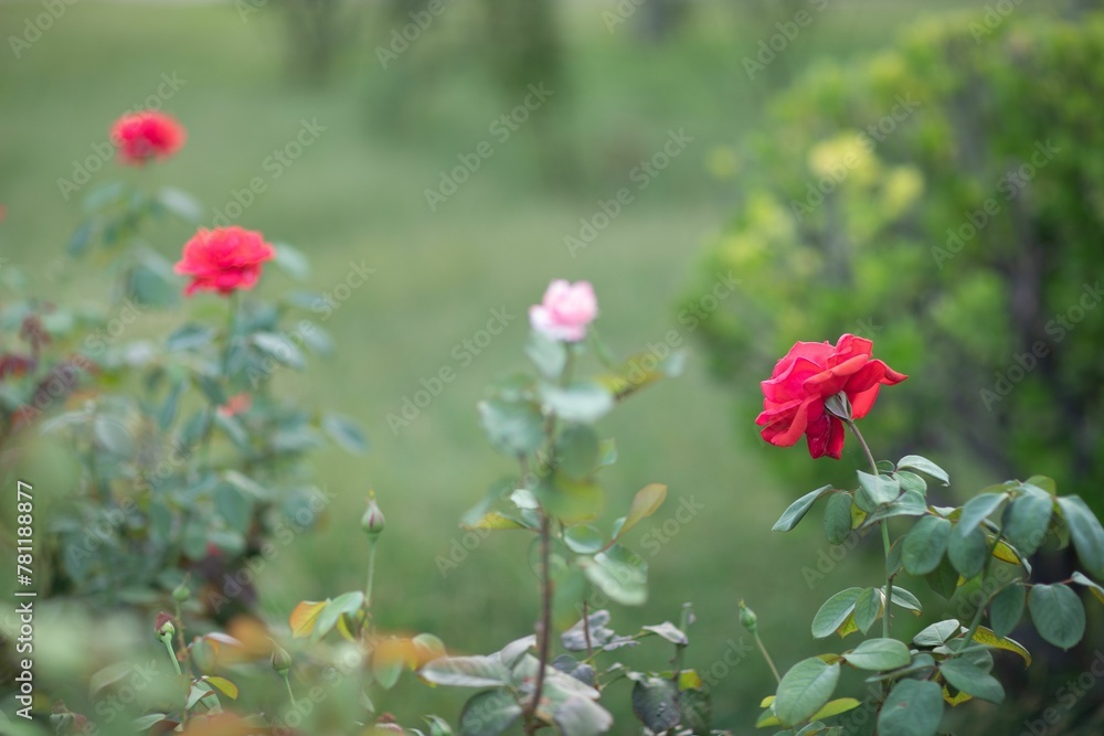 Selective shot of beautiful roses blooming in the garden