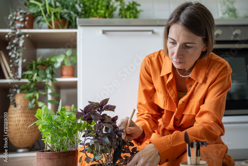 Woman taking care about potted homegrown basil and mint herbs sits on floor on kitchen at home. Female plant lover caring of houseplants. Indoor gardening, hobby, enjoy growing for cuisine. photo