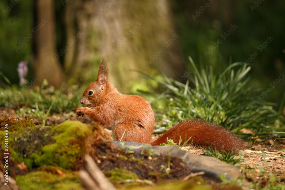 red squirrel in the woods red squirrel in the woods