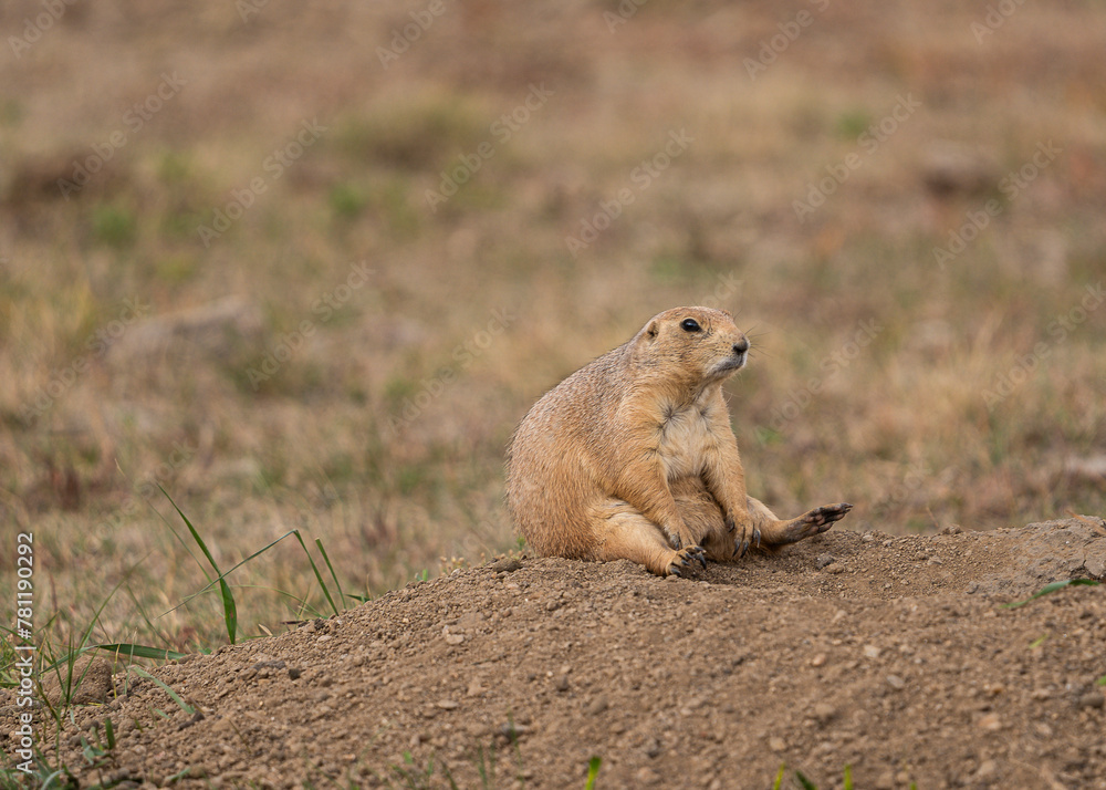 Prairie dog sits upright on the dusty ground Prairie dog sits upright on the dusty ground