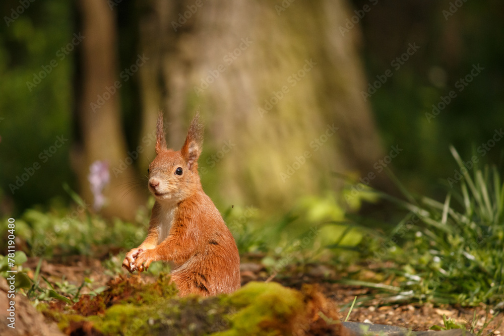 Fototapeta premium red squirrel in the forest
