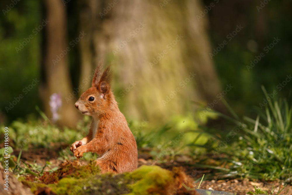 Obraz premium red squirrel in the forest