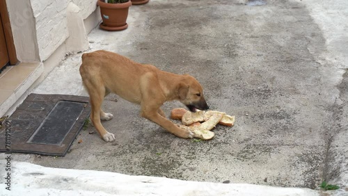 Light brown puppy dog eating bread on the street of Cannakkale in Turkey. photo