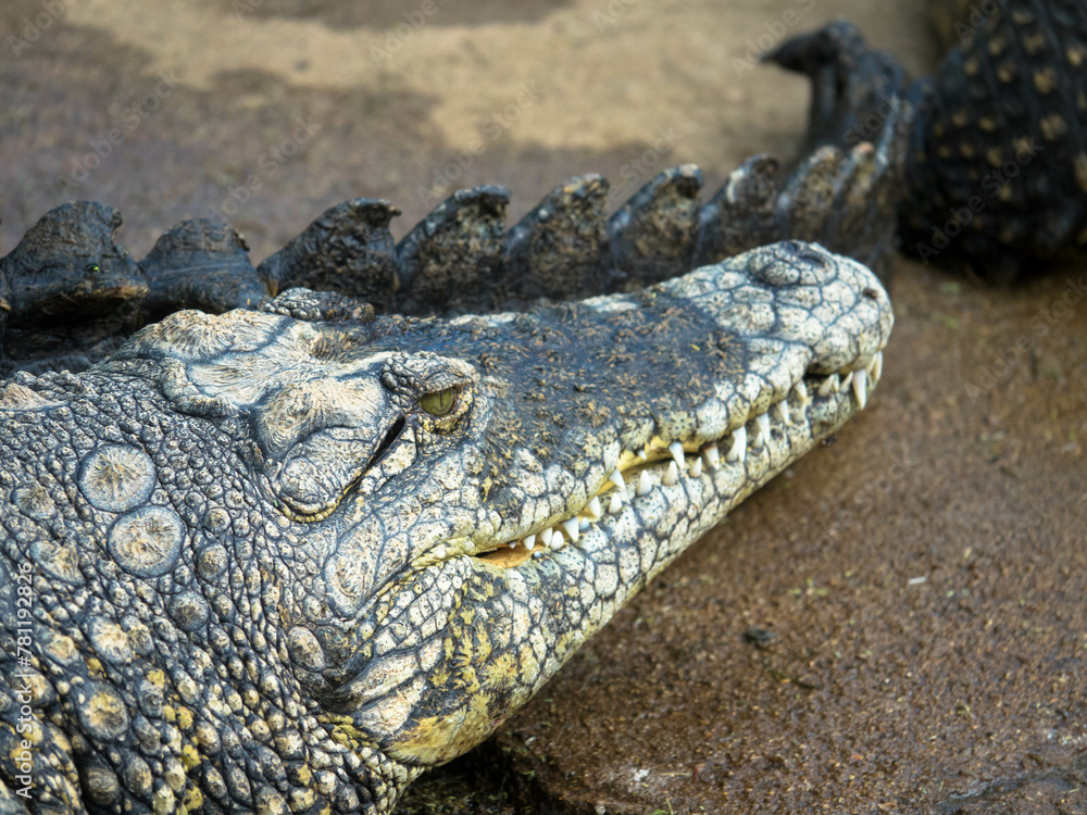 Obraz premium Krokodyl w niewoli. Skóra krokodyla pochodząca z fermy. Przemysł skórzany. Farma krokodyli Otjiwarongo. Namibia, Afryka