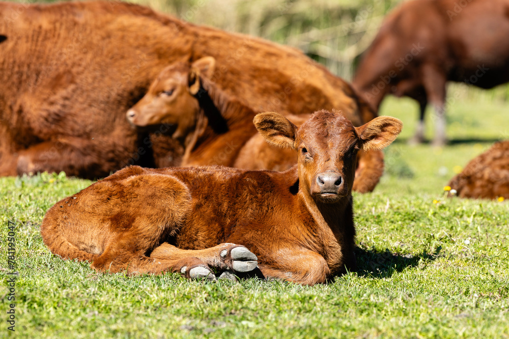 Group of cows and calf on the ranch. Cattle breeding.