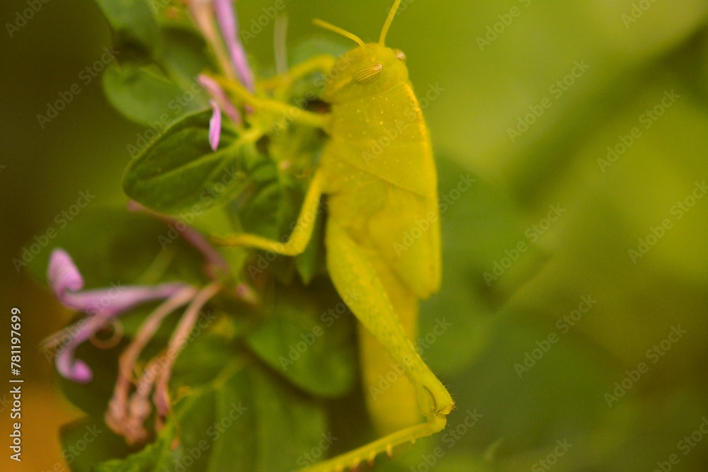 A green astonishing cricket devouring the leaves and even the flowers of this plant. A green astonishing cricket devouring the leaves and even the flowers of this plant.