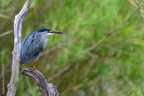 Green-backed Heron perched on a vantage point above the water.