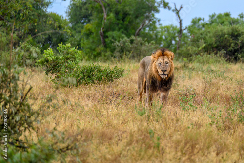 Large black maned lion approaching through the open bush.
