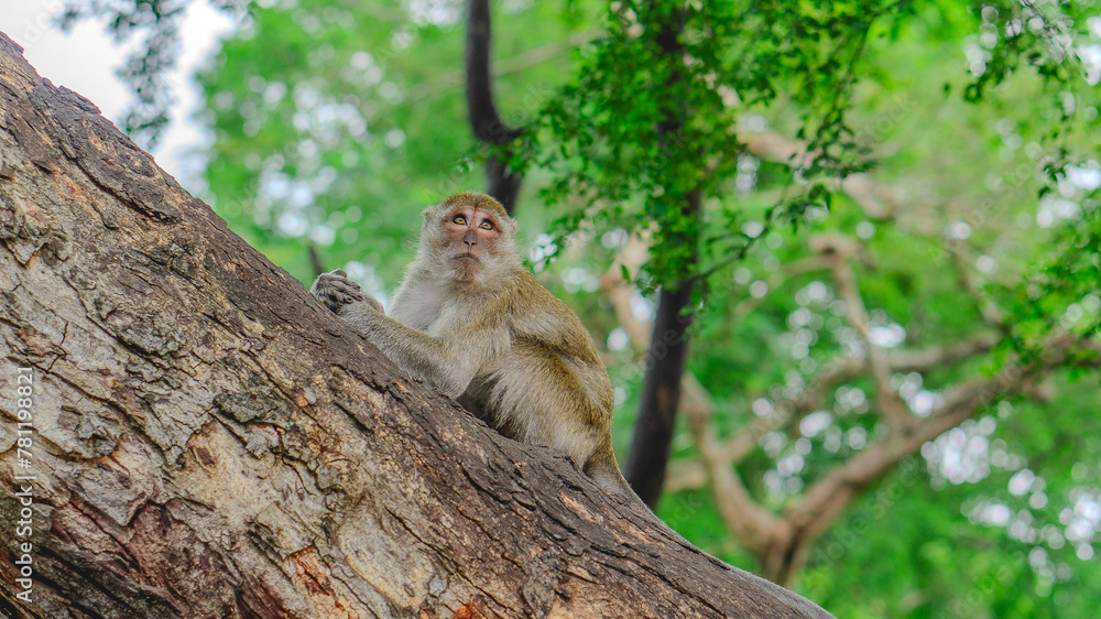 Monkey’s contemplation on tree