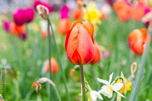 Beautiful tulip blooming in the garden in spring.