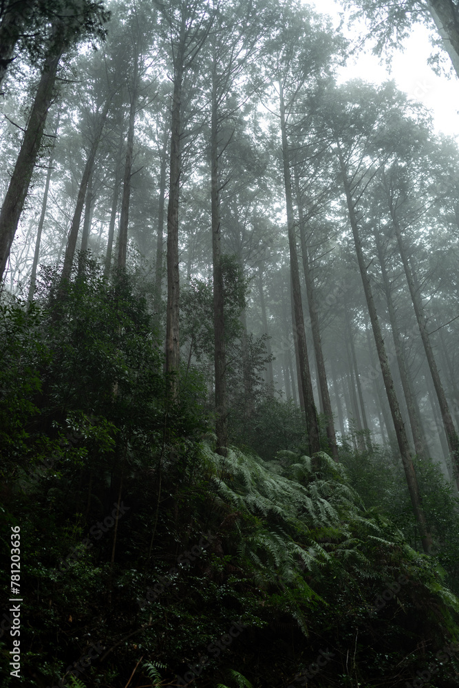Obraz premium 霧の森