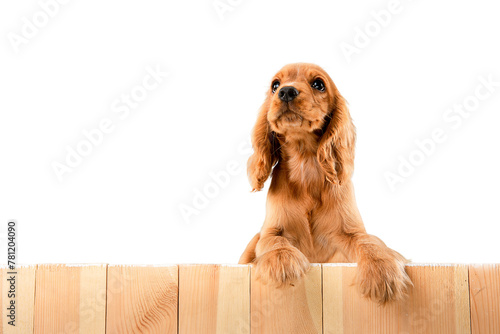 Obraz na plátně Adorable dog, purebred English cocker spaniel puppy peeking out fence and looking isolated on transparent background