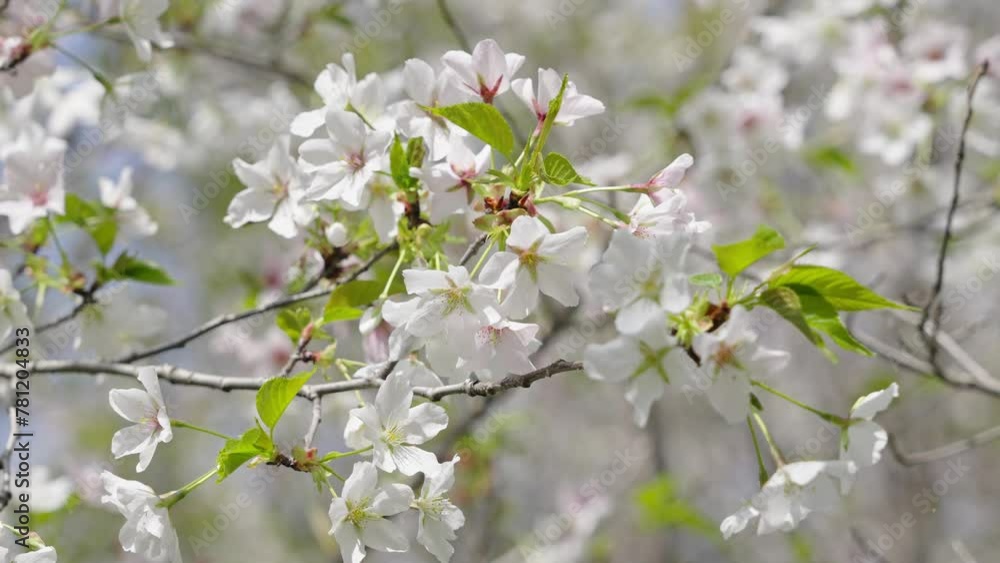 Pear blossoms flower on a sunny spring day. Pear blossoms flower on a sunny spring day.