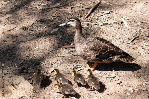 the pacific black duck has a dark body and a paler head with a dark crown and facial stripes. Its feathers are dark brown with tan edges, it has a black beak photo