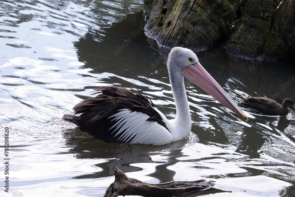 Australian pelicans are one of the largest flying birds. They have a white body and head and black wings. They have a large pink bill Australian pelicans are one of the largest flying birds. They have a white body and head and black wings. They have a large pink bill