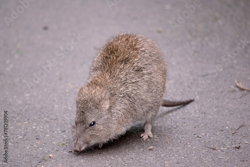 Long-nosed Potoroos have a long nose that tapers with a small patch of skin extending from the snout to the nose. photo