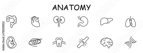 Organs set icon. Intestinal tract, stomach, liver, brain, lungs, embryo, DNA, tooth, eye, heart, eyelids, eyelashes. mesh, . Self care concept. Vector line icon.