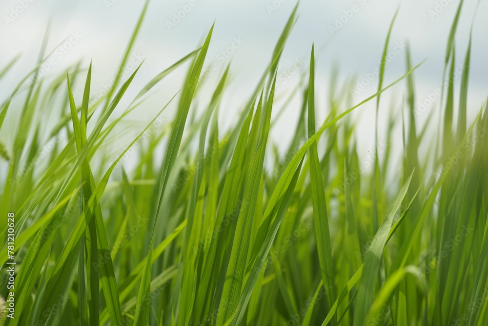Closeup shot of a field full of grass during the day