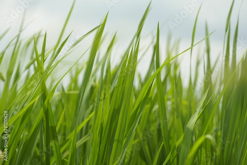 Closeup shot of a field full of grass during the day © Wirestock