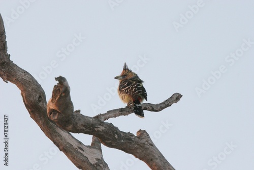 Closeup of a crested barbet (Trachyphonus vaillantii) on a branch with the sky above it photo
