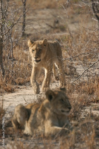 Vertical closeup of Ulusaba lionesses in the Sabi Sands  South Africa