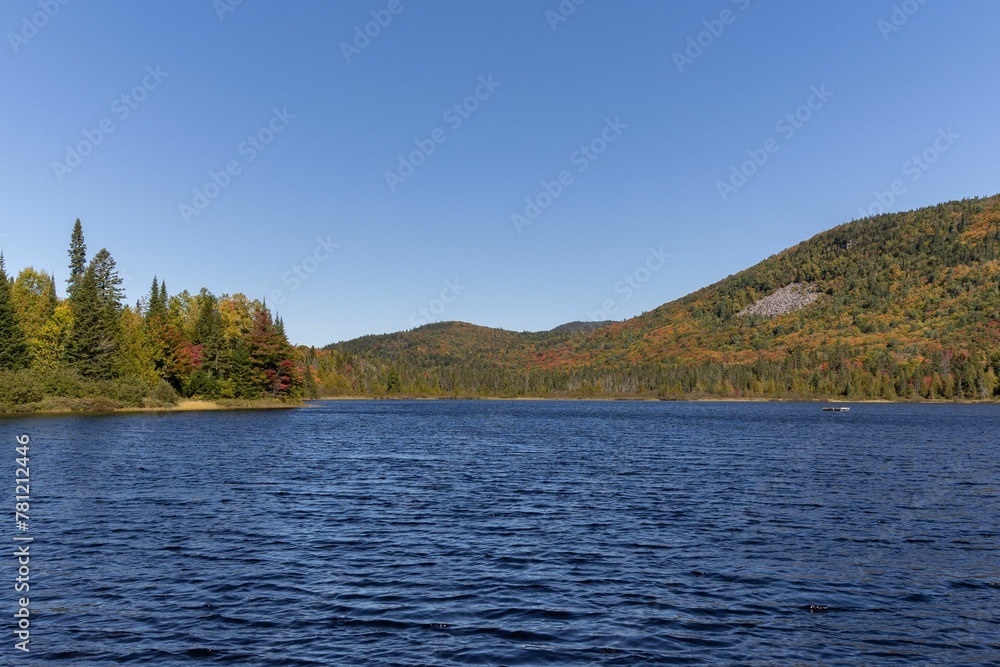 Aerial view of lake surrounded by dense trees