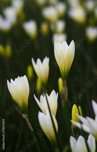 Close-up of white autumn zephyrlily (Zephyranthes candida) flowers