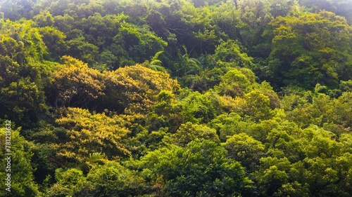 Beautiful landscape of a dense green forest