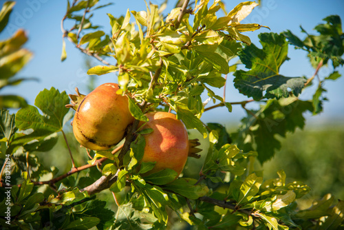 pomegranate on tree