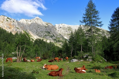 Cows in Triglav National Park Slovenia photo