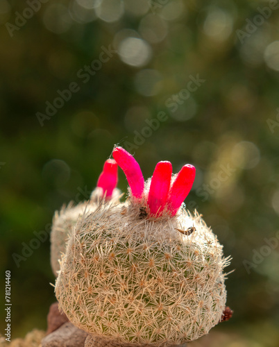 Epithelantha micromeris cactus in flower
