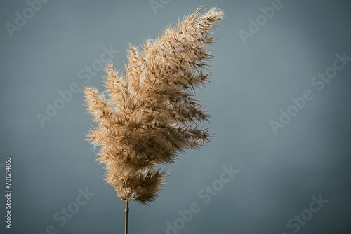 Pampas grass isolated on a grey background.