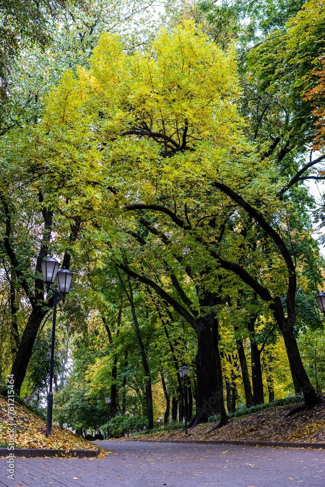 Vertical shot of bright green trees in a park in Gomel