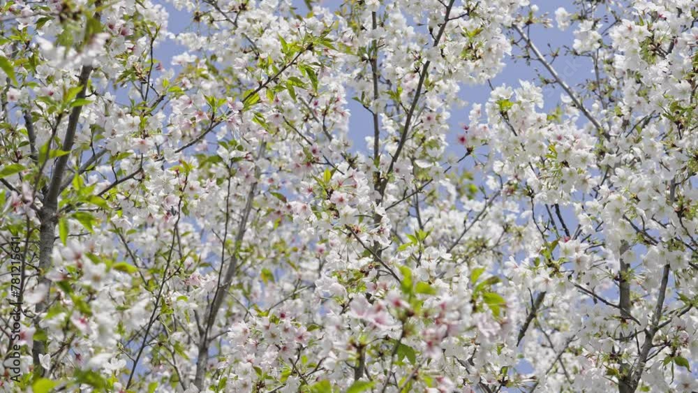 Pear blossoms flower on a sunny spring day. Pear blossoms flower on a sunny spring day.