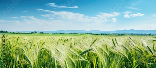 Barley field with distant m...