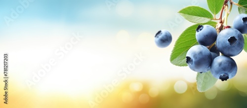 Close-up Blueberries on Branch