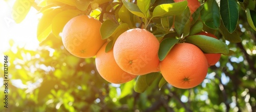 Oranges hanging from tree