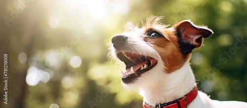 Dog gazes upwards, Jack Rus...