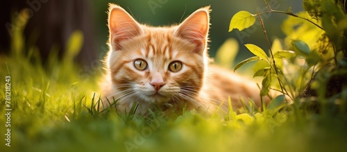 Cat resting peacefully in the meadow