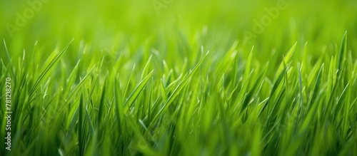 Blurred grass field close-up shot